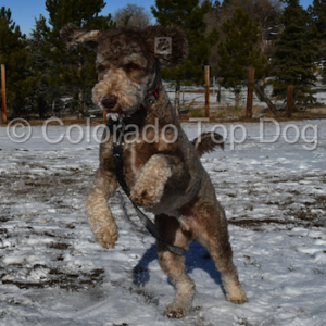Client Photos - Labradoodle Snickers 