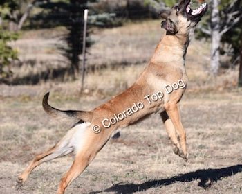 In-Home Dog Training Denver