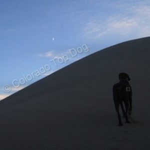 Colorado's Premier Dog Training