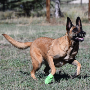 Dog Training Colorado