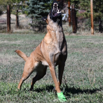 Colorado Top Dog - Dog Gear - Gear and Equipment for Dogs