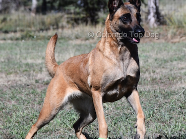 Colorado Top Dog Calypso - Online Dog Trainer in Colorado - Interactive Dog Training