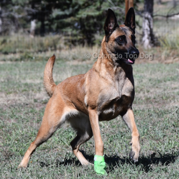 Online Dog Trainer in Colorado - Interactive Dog Training
