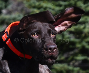 Denver's Premier Dog Trainer - Denver's Premier Dog Training - Denver Dog Training - Colorado Dog Training - Colorado Top Dog - Premier Dog Trainer