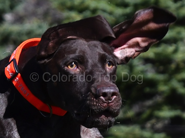 Denver's Premier Dog Trainer - Denver's Premier Dog Training - Denver Dog Training - Colorado Dog Training - Colorado Top Dog