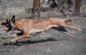 Colorado Top Dogs - Belgian Malinois Calypso