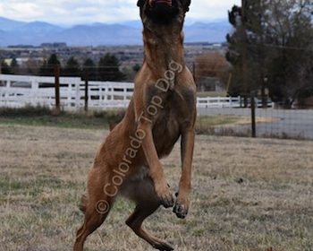 Denver's Top Dog Training Professional - Professional Trainer - Top Dog of Denver - Premier Dog Trainer - Denver's Top Dog