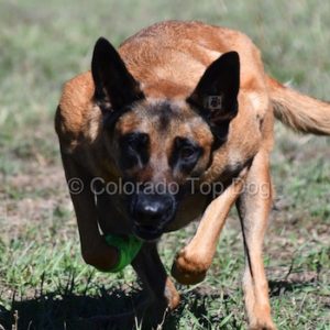 Denver Raw Dog Food - Colorado Raw Dog Food - Raw Dog Food - Raw Dog Food Fly By - Bulk Raw Dog Food - Dustin Schexnayder - Mile High Raw - Colorado Dog Training - Denver Dog Training - Colorado Top Dog - Belgian Malinois