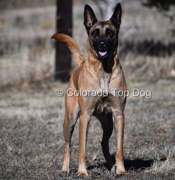 Colorado Dog Trainer Colorado Top Dog Learn at Your Preferred Pace