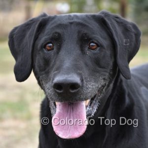 Labrador Retriever Jack - Obedience Training for Dogs - Raw Dog Food for Labrador Retrievers