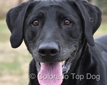Labrador Retriever Jack - Obedience Training for Dogs - Raw Dog Food for Labrador Retrievers - Dog Training - Dog Trainer