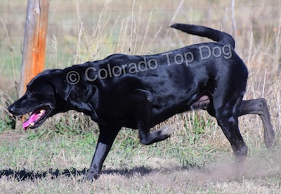 Dog Training Confusion? - Denver Dog Training