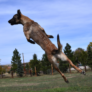Colorado Top Dog - Lone Tree Dog Training