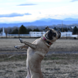Denver Dog Training - Denver Dog Trainer - Rachel Fine - Colorado Top Dog - Private Obedience Lessons - Crate Training - Potty Training