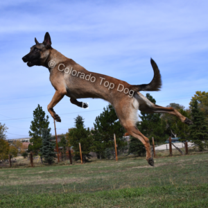 Colorado Top Dog - Denver Dog Trainer - Denver Raw Dog Food