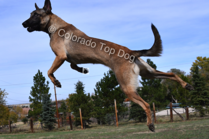 Colorado Top Dogs