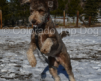 Denver Dog Training