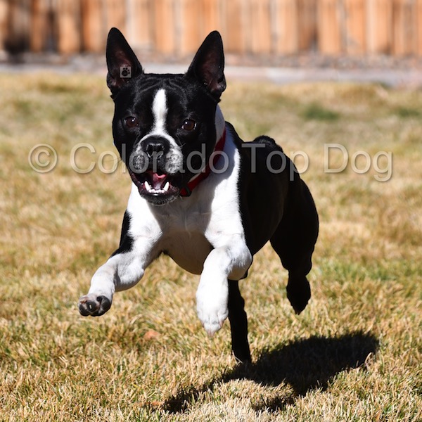 Dog Training in Denver - Boston Terrier