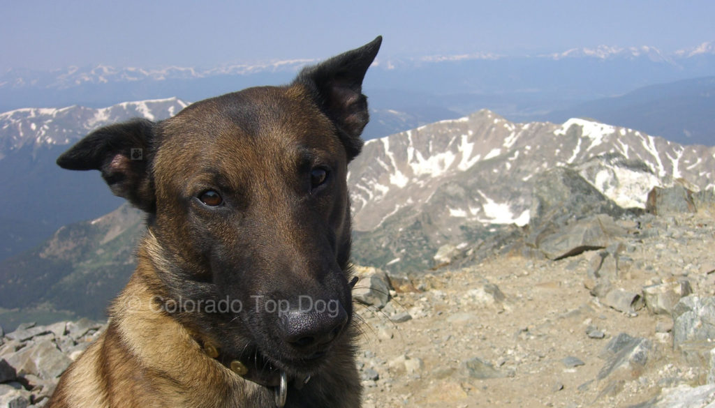 Colorado Top Dog - Denver's Premier Dog Trainer - Boulder and Denver, Colorado Dog Training and Raw Dog Food (Mile High Raw)