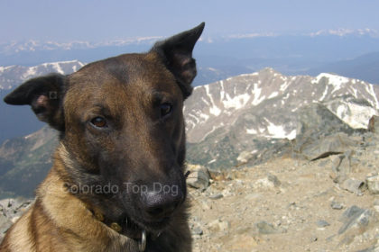 Colorado Top Dog - Denver's Premier Dog Trainer - Boulder and Denver, Colorado Dog Training and Raw Dog Food (Mile High Raw)