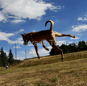 Castle Rock Dog Training - Accept No Imitations - Colorado Top Dog - Douglas County Dog Training