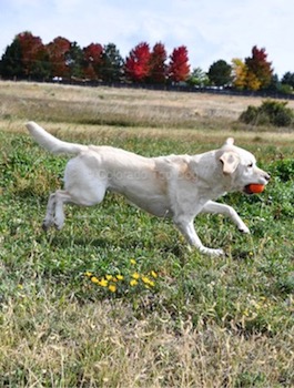 Practical Dog Training Near Me - Your Local Choice - Colorado Top Dog - Dog Training Near Me