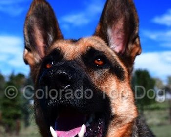Everyone is a Dog Trainer - Dog Trainer Apocalypse - Denver Dog Training - Choose the Right Dog Trainer - German Shepherd Dog