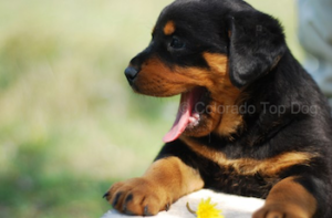 Puppy Training - Colorado Top Dog - Puppy Imprinting and Development