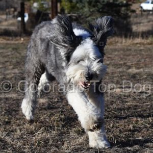 Denver Dog Training