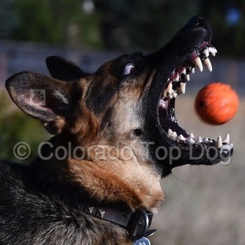 Train the Dog Trainer - Become a Dog Trainer - German Shepherd James Brown - Everyone is a Dog Trainer