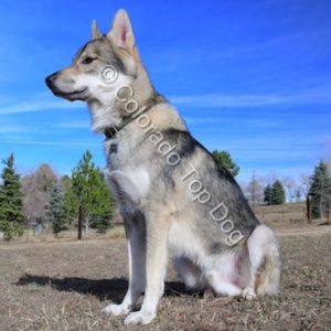 Colorado Top Dog - Behavior Modification