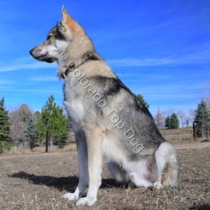 Denver Dog Training 
