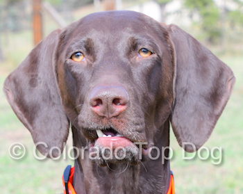 Balanced Dog Training - Colorado Top Dog - Advanced Obedience Training