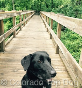 Denver Dog Trainer - Dog Behaviorist - Behavior Modification