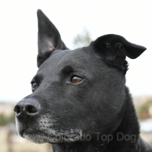 Lucas - Rescue Dog Lucas Barksdale Dickerson