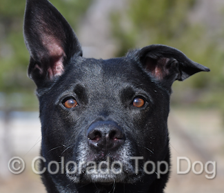 Dog Training - Private Lessons to Develop Your Dog - Rescue Dog Lucas Barksdale Dickerson - Denver Dog Training - Colorado Dog Training - Denver Dog Training - Dog Trainer - Everyone's a Dog Trainer - Learn New Training Skills