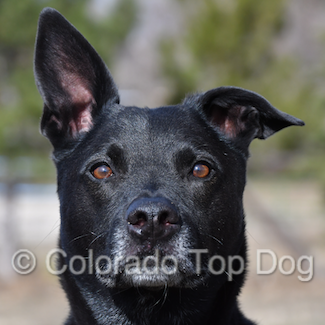Dog Training - Rescue Dog Lucas - Colorado Dog Training - Denver Dog Training - Colorado Top Dog