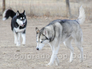 Siberian Huskies Koda & Xena - Colorado Dog Training - Denver Dog Training - Colorado Raw Dog Food - Denver Raw Dog Food - Northern Breed - Siberian Huskies
