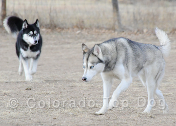 Siberian Huskies - Denver Dog Training