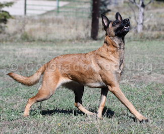 Methods and Techniques of a Modern Dog Trainer - Dog Training Methods and Techniques - Choosing the Right Dog Trainer - Belgian Malinois Calypso - Colorado Raw Dog Food - Denver Raw Dog Food - Choosing a Dog Trainer