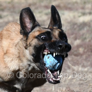 Colorado Dog Training - Colorado's Premier Dog Training - Denver's Premier Dog Training - Denver Dog Training - Belgian Malinois Calypso - Colorado Top Dog