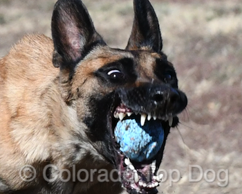 Colorado Dog Training