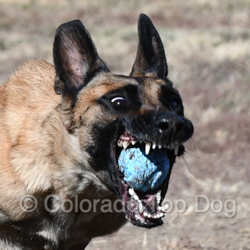 Colorado Top Dog - Colorado's Premier Dog Training - Accept No Imitations
