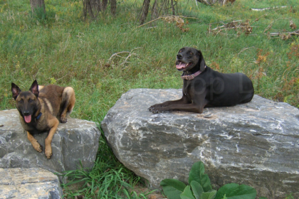 Rescue Dogs Max (Belgian Malinois) and Jasmine (Treeing Coonhound x Weimariner) - Nationaal Dog Day