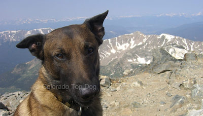 Colorado Top Dog’s Belgian Malinois Max on top of a 14’er in Colorado. We offer training and raw dog food from Mile High Raw and deliver in Boulder and Denver. Making Bad Dogs Good and Good Dogs Great - Colorado Dog Training - Denver Dog Training - Colorado Raw Dog Food - Denver Raw Dog Food - Boulder Raw Dog Food