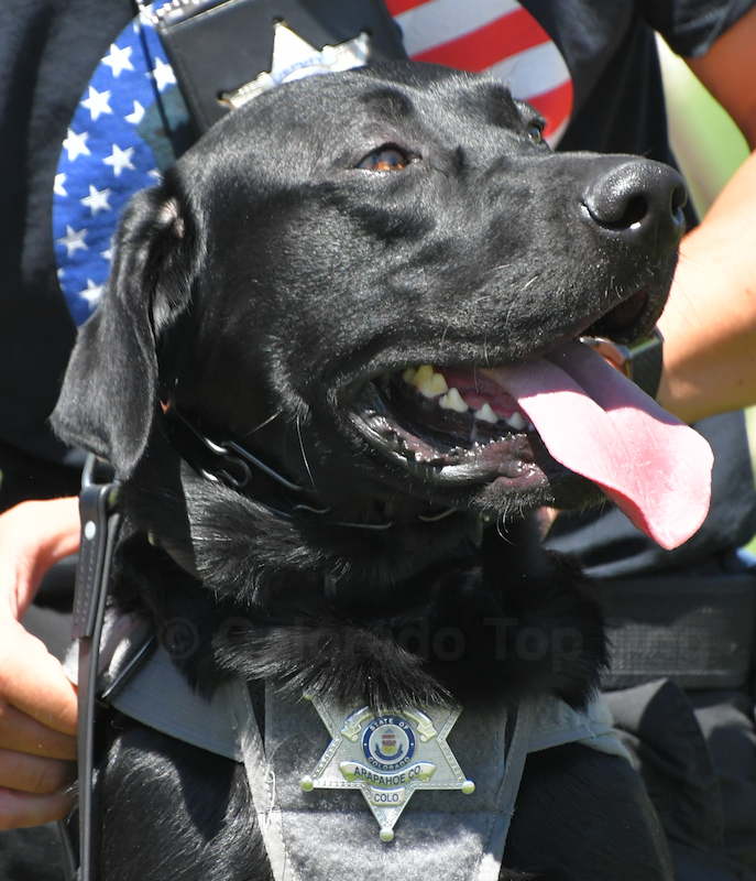 57 - 3889 - Back the Blue K-9 Force - RexRun 2022 - Therapy Dog Rex