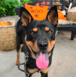 Colorado Top Dog's Riley the Rescue Dog - Halloween